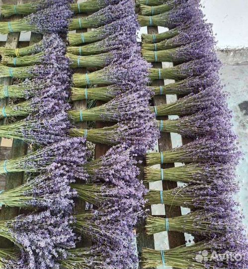 Лаванда