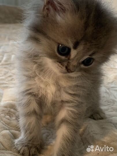 Котенок золотой шиншиллы