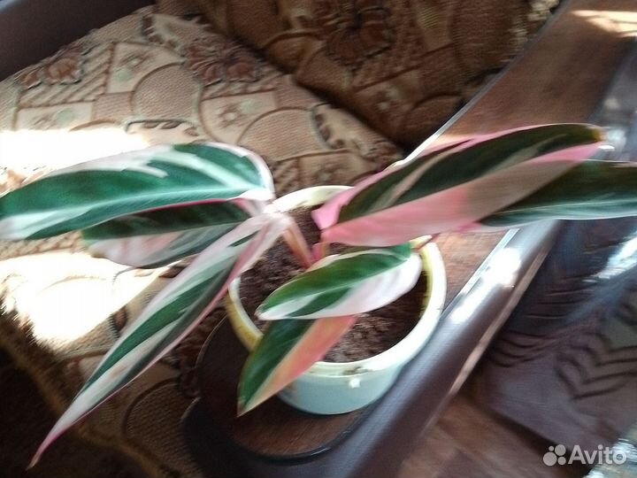 Строманта триколор