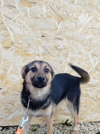 Щенуля в добрые руки