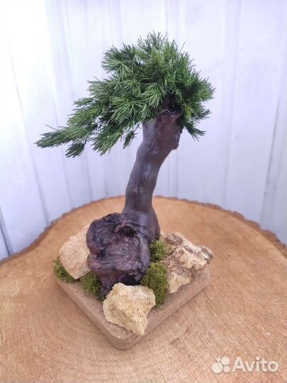 Бонсаи из стабилизированного мха
