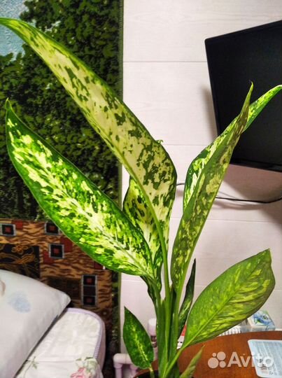 Диффенбахия