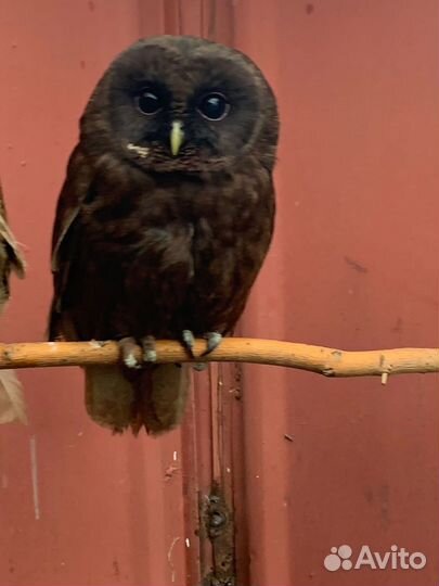 Ручные выкормыши птицы