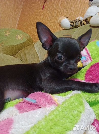 Чихуахуа мини