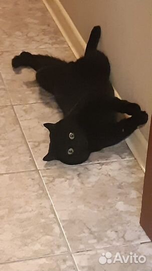 Отдам кота в добрые руки