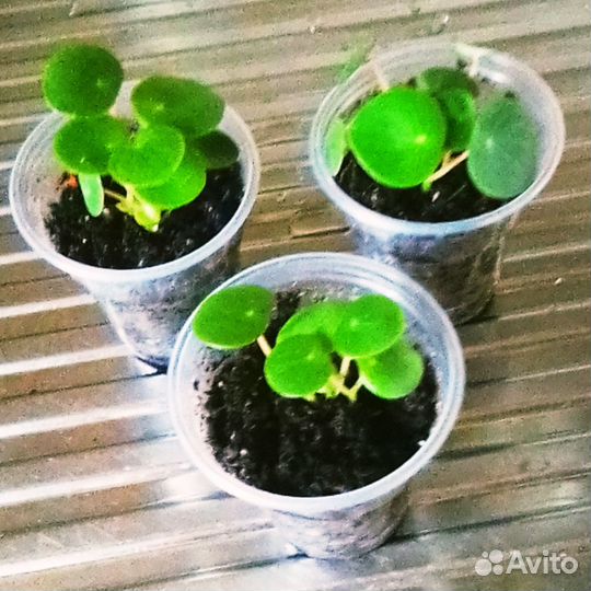 Пеперомия Рейндроп,бегония Ds лебедь