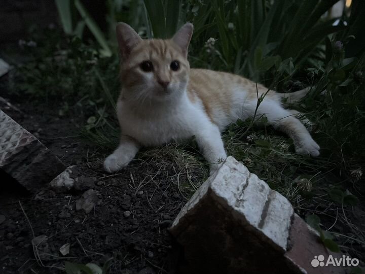 Котята бесплатно