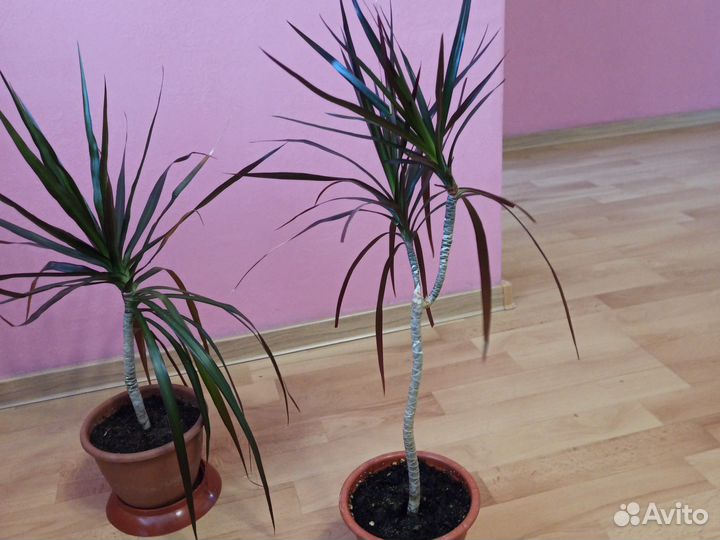 Пальма драцена