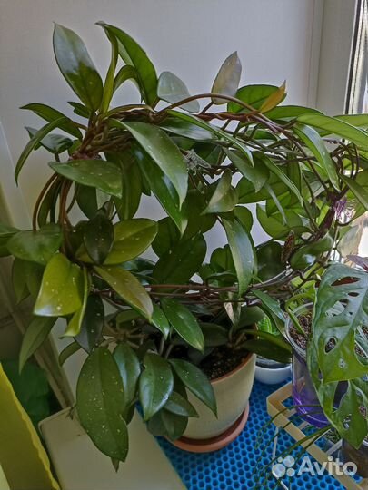 Хойя карноза