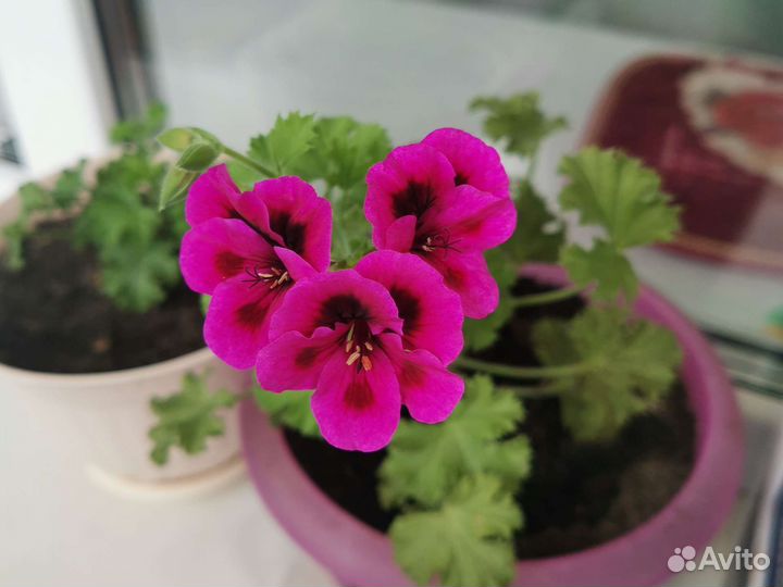 Пеларгония межвидовая (герань)