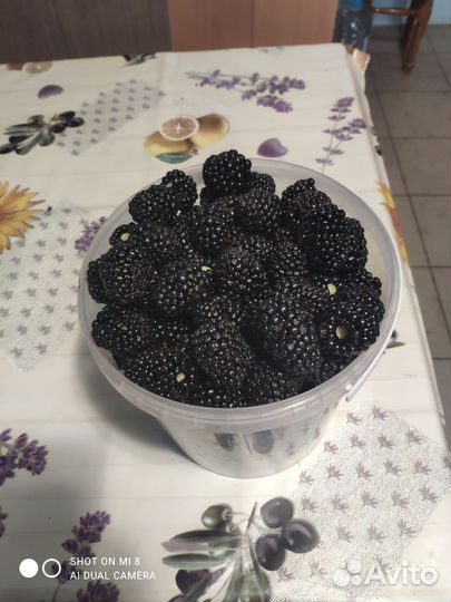 Саженцы ежевики