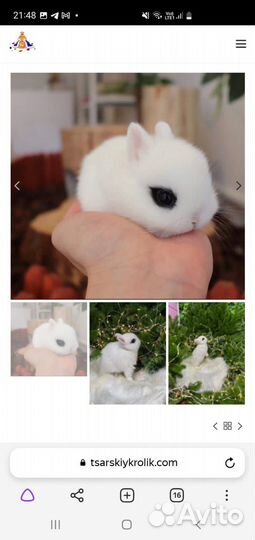 Роскошные кролики карликовые