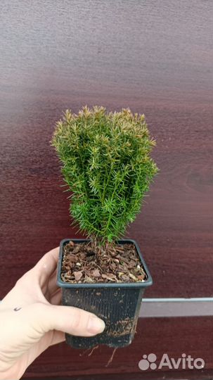 Туя шаровидная 0.5-1 м информация в описании