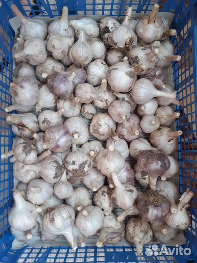 Лук, чеснок, кабачки