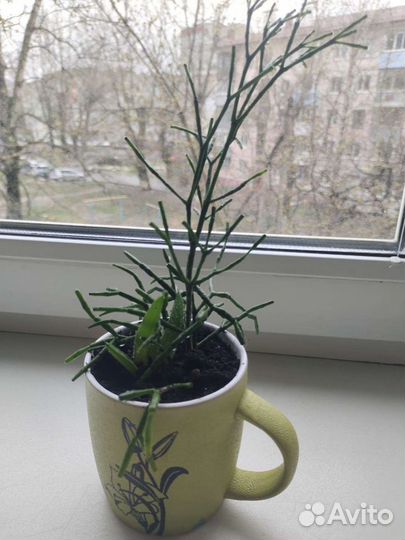 Хатиора солеросовая