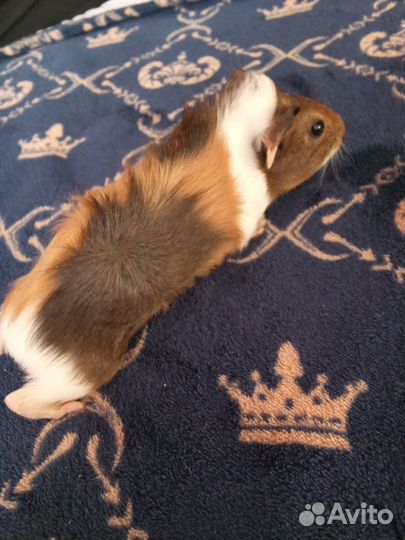 Морская свинка