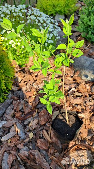 Чубушник (жасмин)