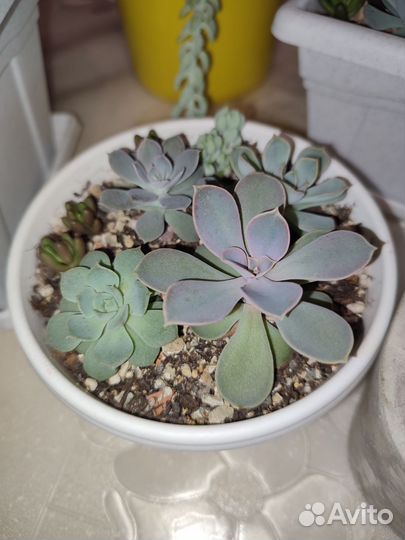 Мини садики