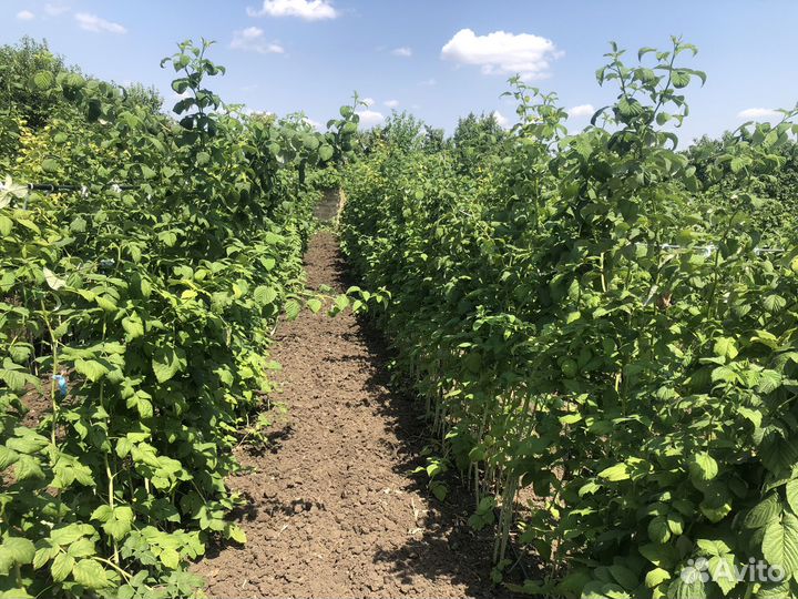 Саженцы Малины 