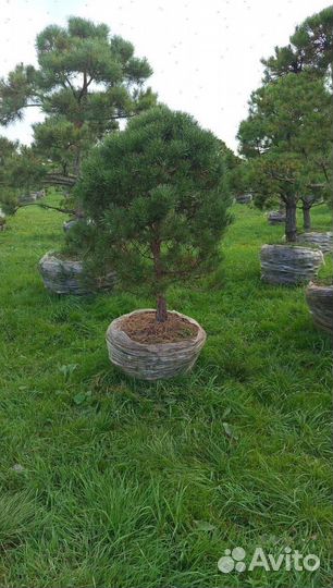 Можжевельник колоновидный Блю Эрроу