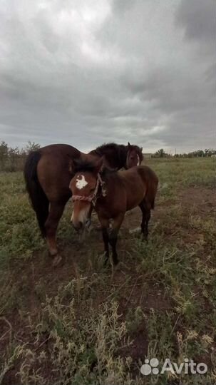 Кобылы с жеребенком