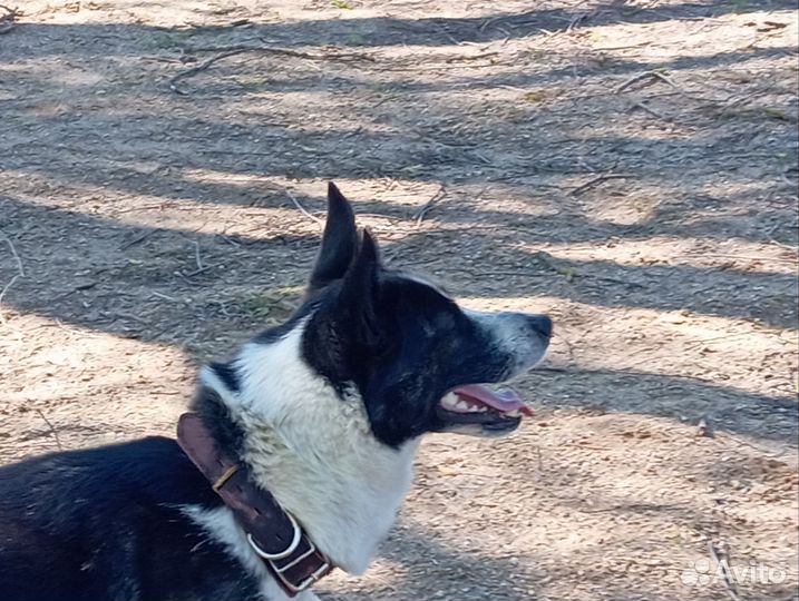 Щенок бордер -колли