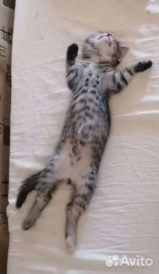 Котёнок для счастья