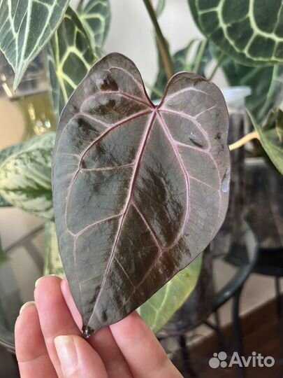 Антуриум Kos x zara mihel