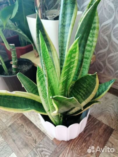 Сансевиерия