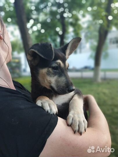 Щеночек- звоночек