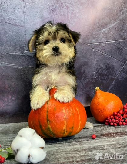 Мальтипу мини мальчик