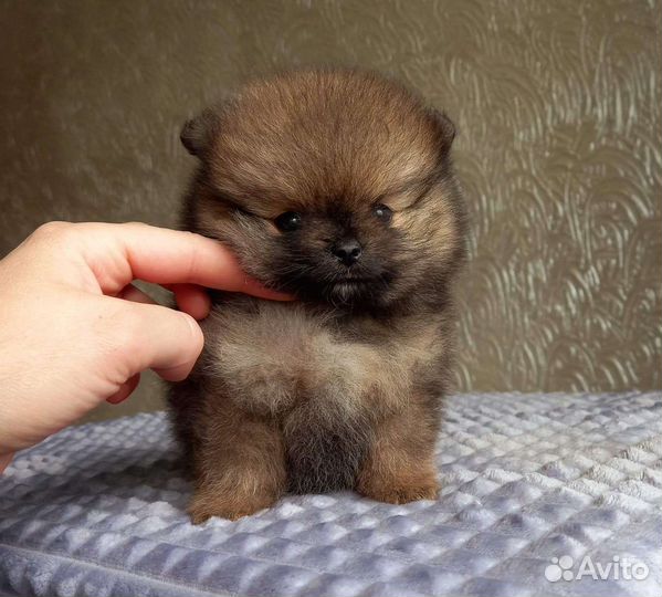 Щенок шпица