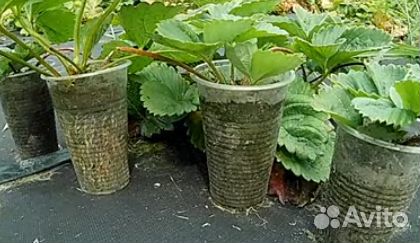 Саженцы клубники