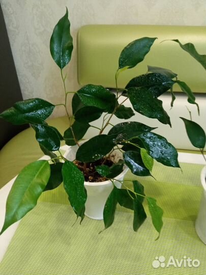 Фикус Бенджамина