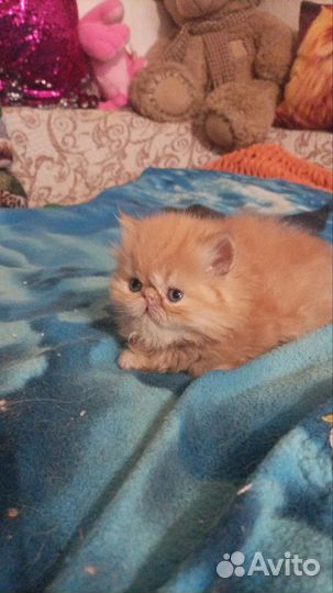 Персидские котята