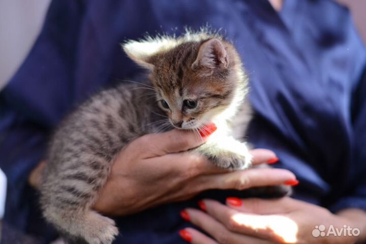 Котенок мальчик в добрые руки