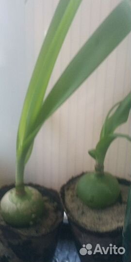 Индийский лук