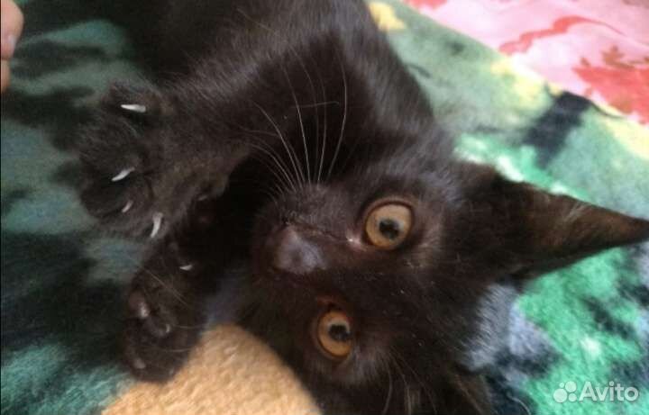 Отдам в добрые руки, мальчики