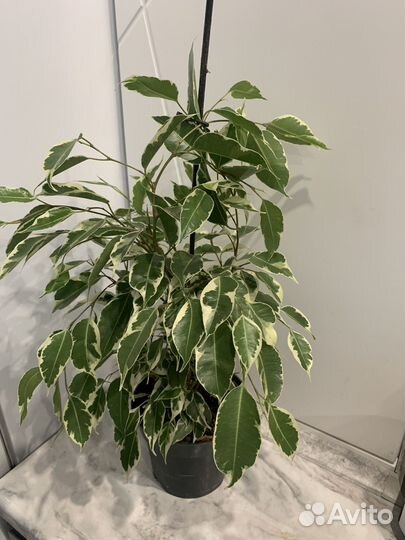 Сортовые фикусы