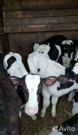 Бычки и тёлочки