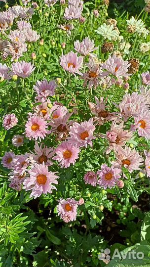 Хризантемы