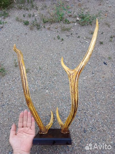 Рога оленя