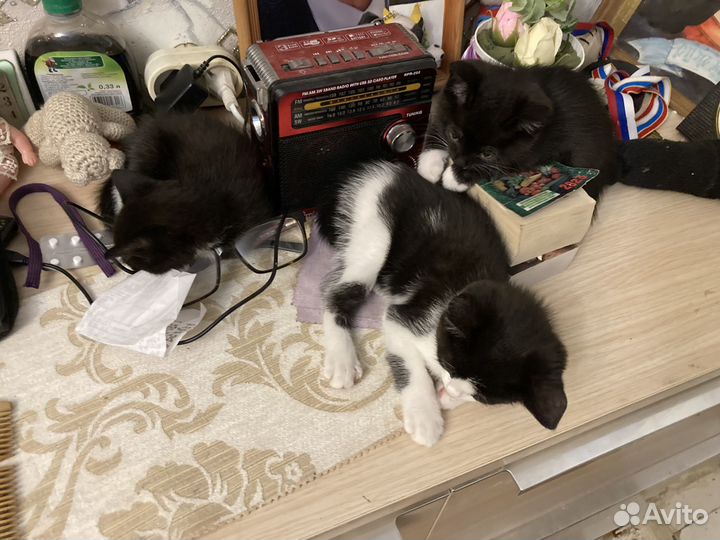 Кошечка в добрые руки