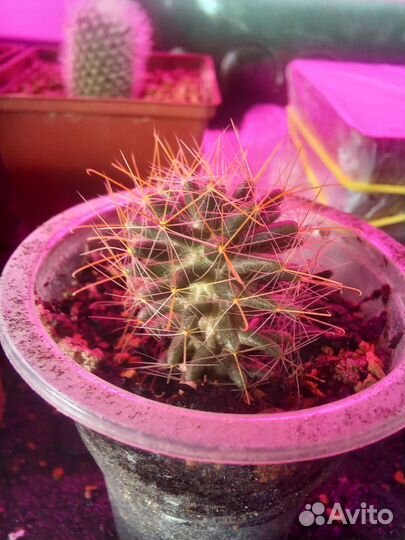 Кактус и стапелия на выбор