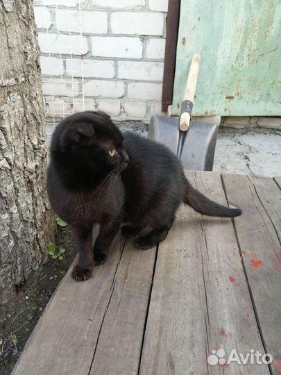Кошка в добрые руки