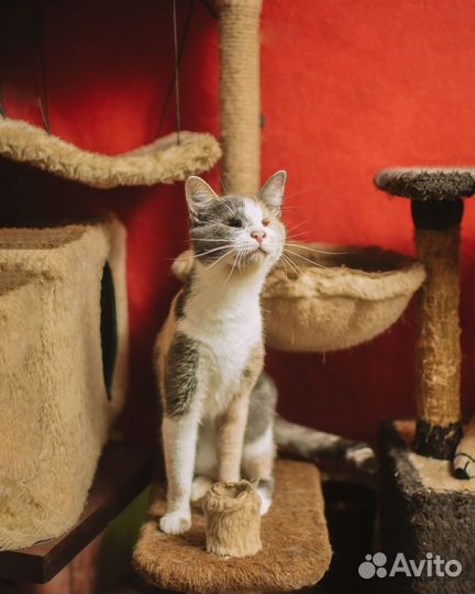 Особенная кошечка