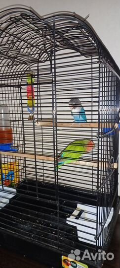 Попугаи неразлучники с клеткой