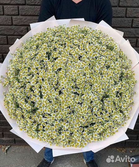 Ромашки Пионы Розы Доставка