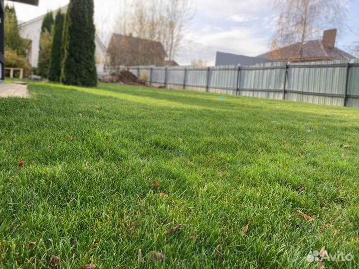 Рулонный газон мятлик