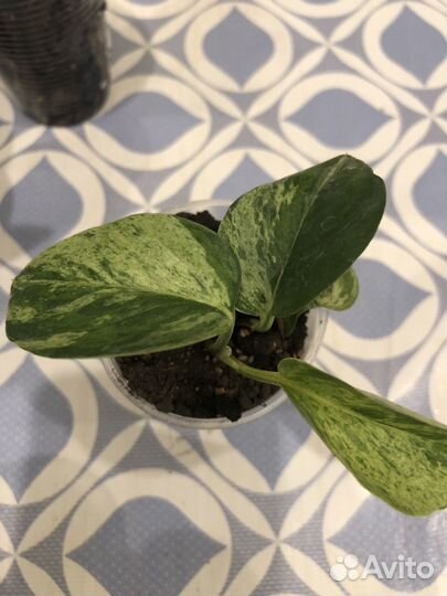 Филодендрон и Сциндапсус